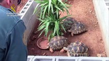 Espanha desmantela fazenda ilegal de tartarugas