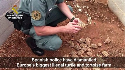 Spanish police smash Europe's 'biggest' illegal turtle farm