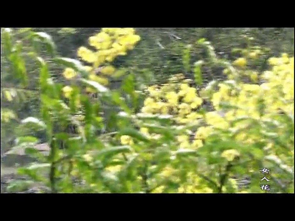 女人花 33