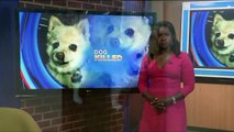 Family Devastated After 7-Pound Pomeranian is Beaten to Death