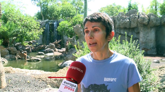Nace en Bioparc Valencia el primate más pequeño de África