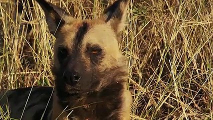 T2 Imperio Salvaje - Ep3 - Reino de Traidores