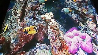 Roku Aquarium Screensaver