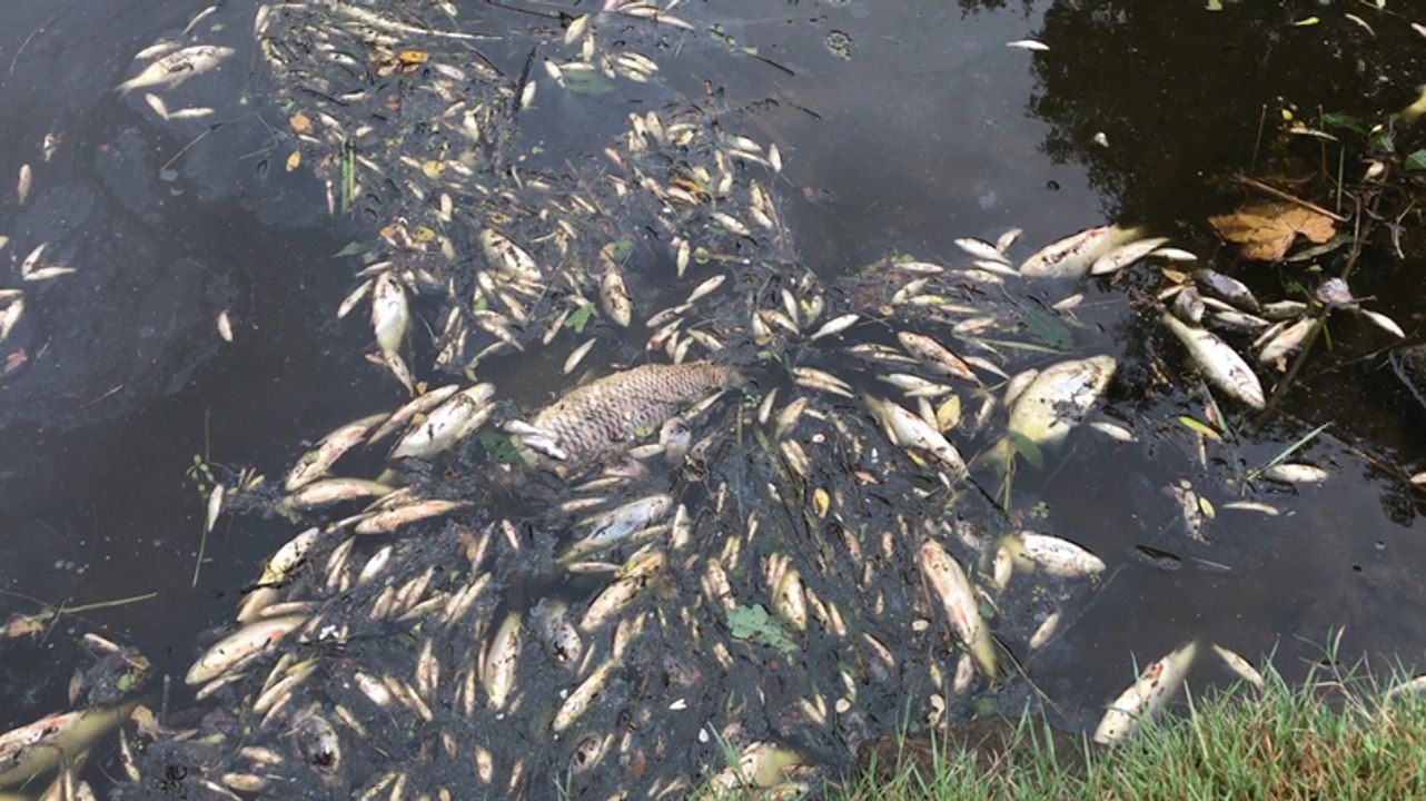 Une entrée d'eau salée menace les poissons de B...