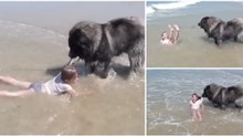 Cão protege menina das ondas quando esta tenta entrar no mar