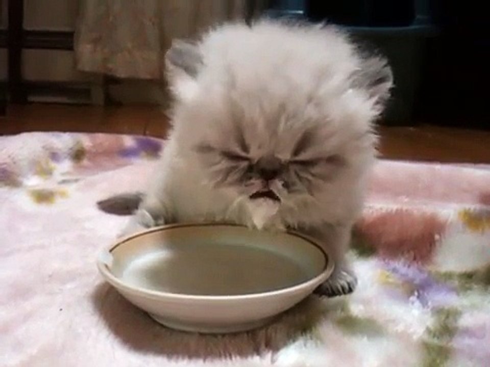 Americas Cutest Cat new from Fluffy Charm cattery