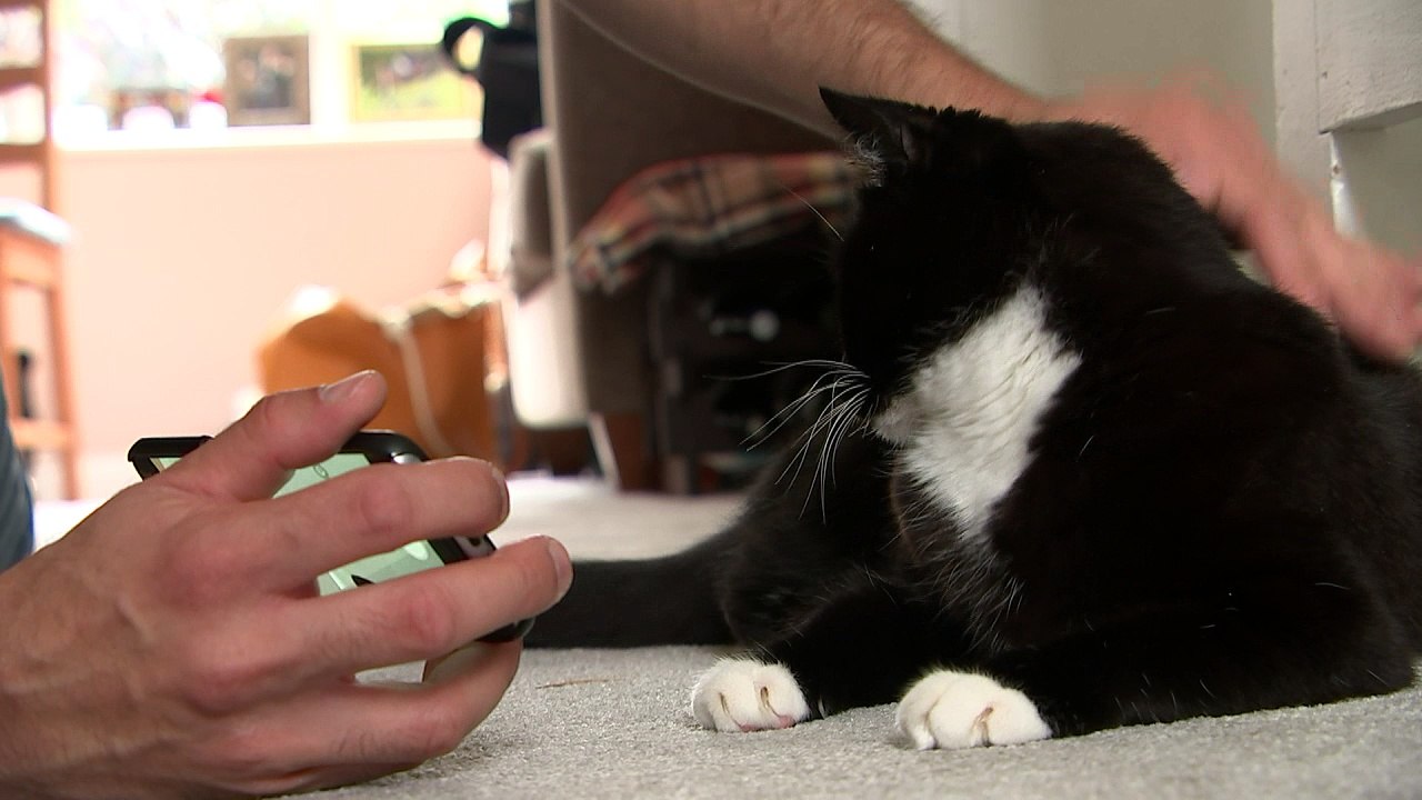 Curious Zelda the internet cat gets her own book deal