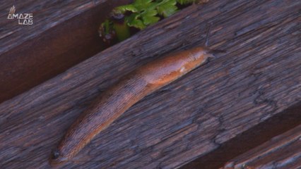 'Survival of the Laziest' May Be Key to Avoiding Extinction, Study Says