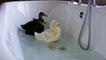 Ducking around.my cute little ducklings having a bath.