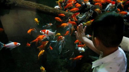 A Paris, un refuge pour les poissons rouges