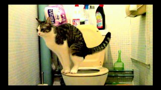 mon chat va aux toilettes et tire la chasse deau comme un grand