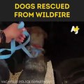 These dogs had a lucky escape when they were rescued from the California wildfire at the last minute.