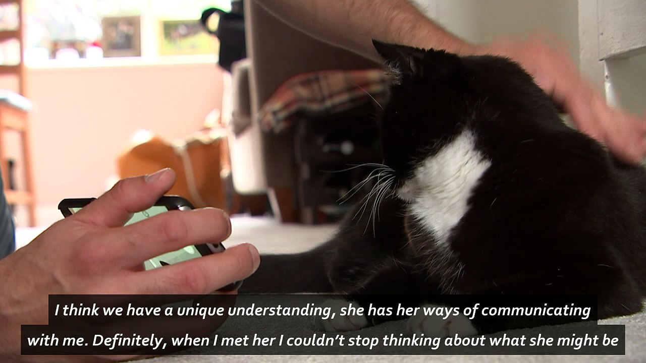 Curious Zelda the internet cat gets her own book deal