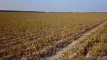 Los agricultores alemanes recibirán ayudas económicas para paliar las pérdidas por la sequía