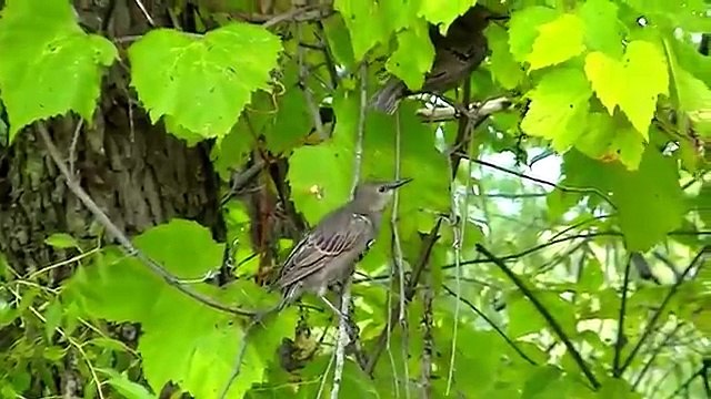 BEST Video For Cats Ever! Birds,Chipmunks, Squirrels, and Rabbits,
