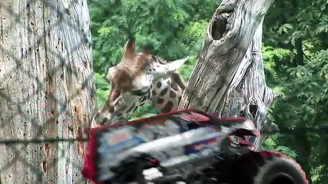 Toy monster trucks visit the zoo animals for children Hot Wheels Monster Jam toys videos