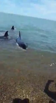 3 orques s'approchent au plus près de la plage