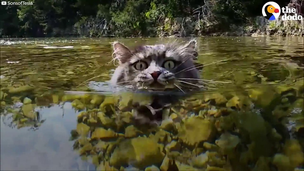 Ce chat est un vrai aventurier et accompagne ses maitres partout