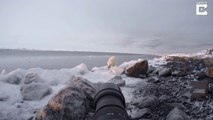 Un ours polaire curieux se rapproche d'un photographe