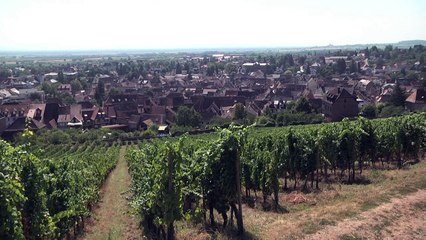 Bénéficiaires du RSA... et vendangeurs, une première en Alsace