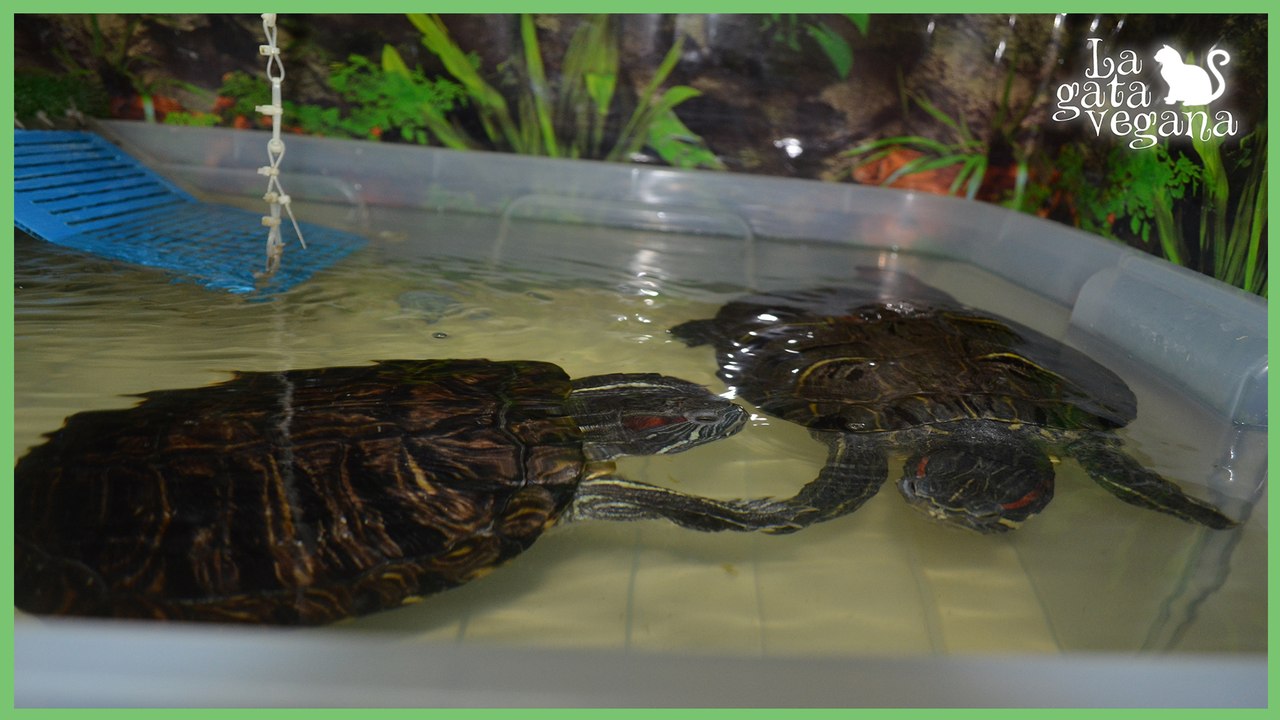 ACTUALIZACIÓN ACUATERRARIO TORTUGAS AGOSTO 2018 | LIMPIEZA PROFUNDA POR HONGOS Y CAMBIO DE  MATERIAL