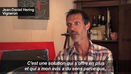 Bénéficiaires du RSA... et vendangeurs, une première en Alsace