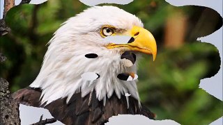 Eagle Sound Effect Screech Scream Soaring in Sky Bird Flying Effects Bald American Majesti