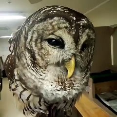 look at this cool OWL from birds store