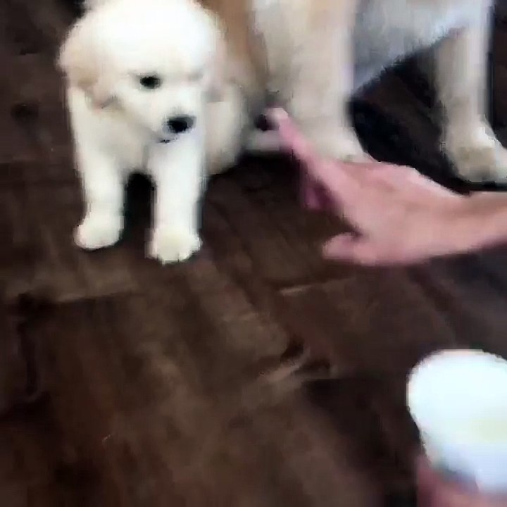 cute golden boy looking for food next to his mother
