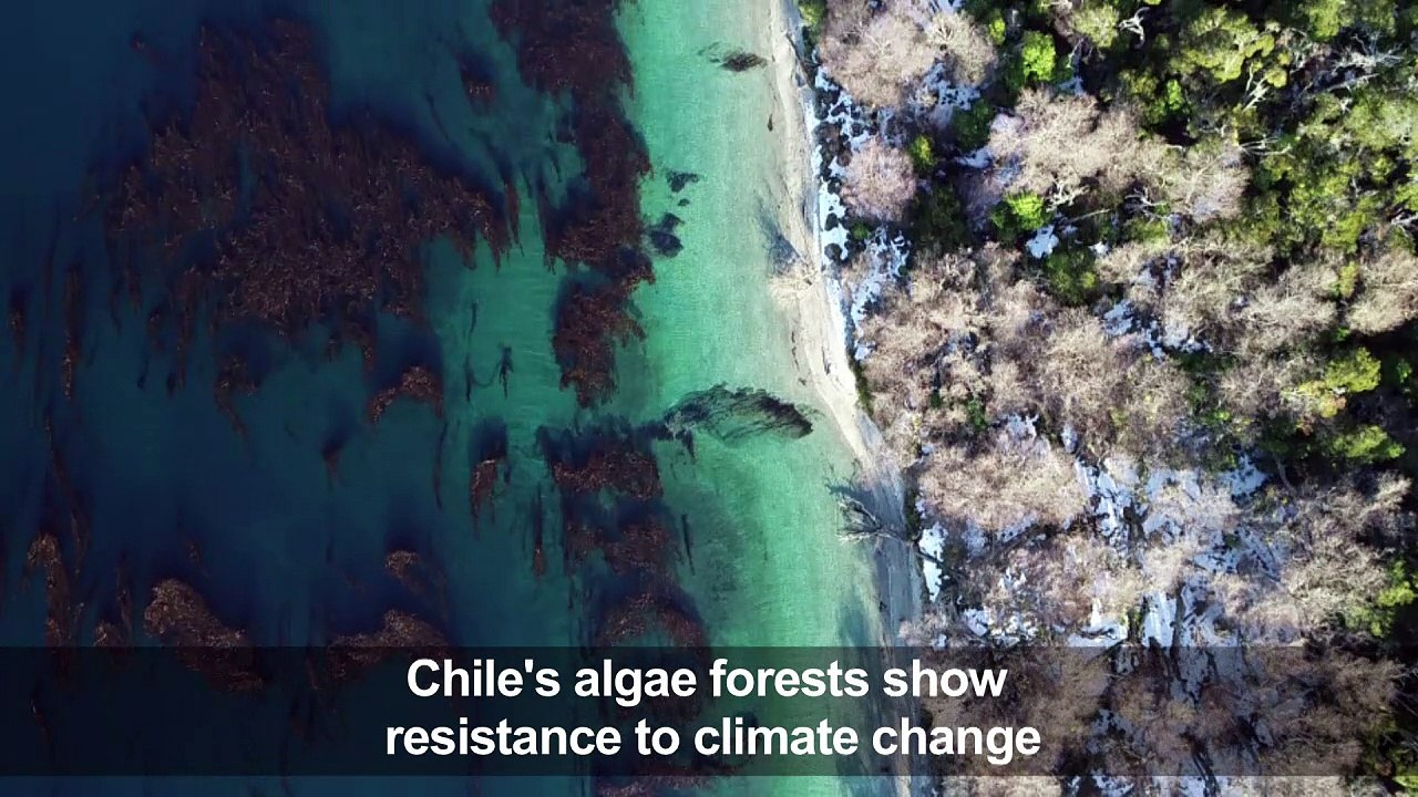 Chile's algae forests are resisting climate change