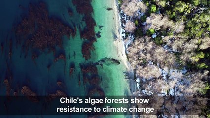 Chile's algae forests are resisting climate change