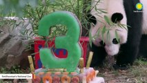 Giant Panda Bei Bei Celebrates Third Birthday