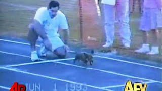 Americas Funniest Home Videos Animal Clips
