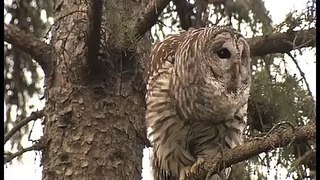 BARRED OWL AMAZING VOCALS!