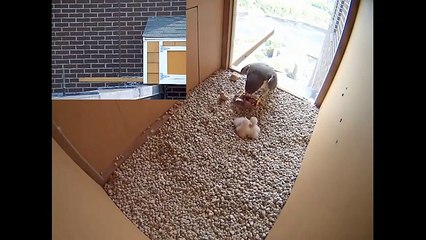 Peregrine Falcon Chick Feeding UMass Lowells Fox Hall May new (13:33)