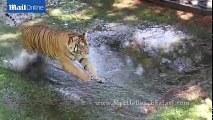 Rare footage of tigers running at full speed