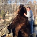 Giant bear plays with its carer