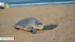 Mexican Authorities Investigate Deaths Of 113 Sea Turtles