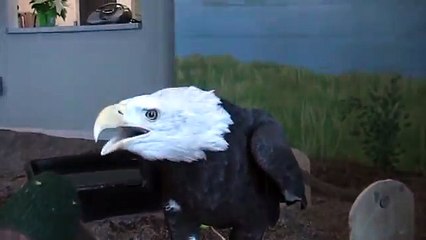 Bald Eagle Angel talking