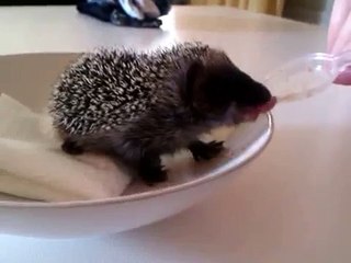 Cute baby hedgehog