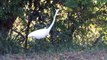 Beso Mortal: Garza Real (Ardea alba) Great White Heron