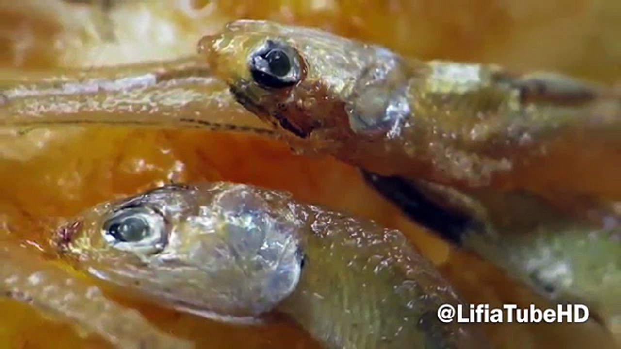 [HD] Tampilan Ikan Teri (Engraulidae) di Photo Macro