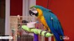 Macaws Communicate With Blushing And Ruffled Feathers, Study Finds