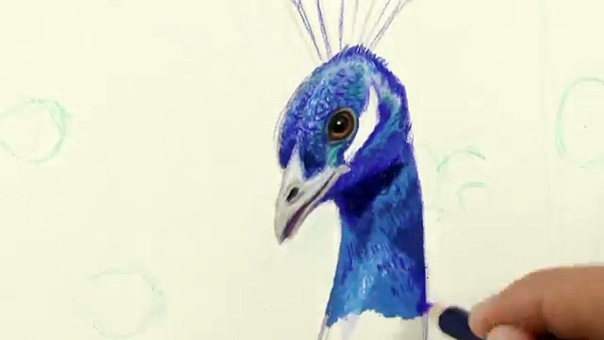 How to Draw a Peacock With Color Pencils Drawing Feathers and Birds, image size:1920x1080