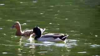 Mallards courting & mating, Laurelhurst Park Portland Oregon