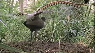 The Amazing Lyrebird of Australia Unseen Footage