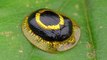 Dazzling golden target tortoise beetle from Ecuador