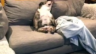 Hilarious bulldog sits upright like a person