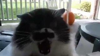 The Compilation Of Angry and Scary Cats