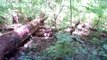 Fall Wild Mushroom Hunting, How To Find Bears Head Mushrooms, Lions Mane, Tips,advice